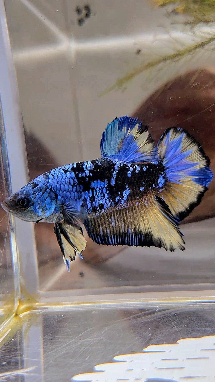 XL PLAKAT BLACK GALAXY BLUE AVATAR YELLOW BETTA FISH