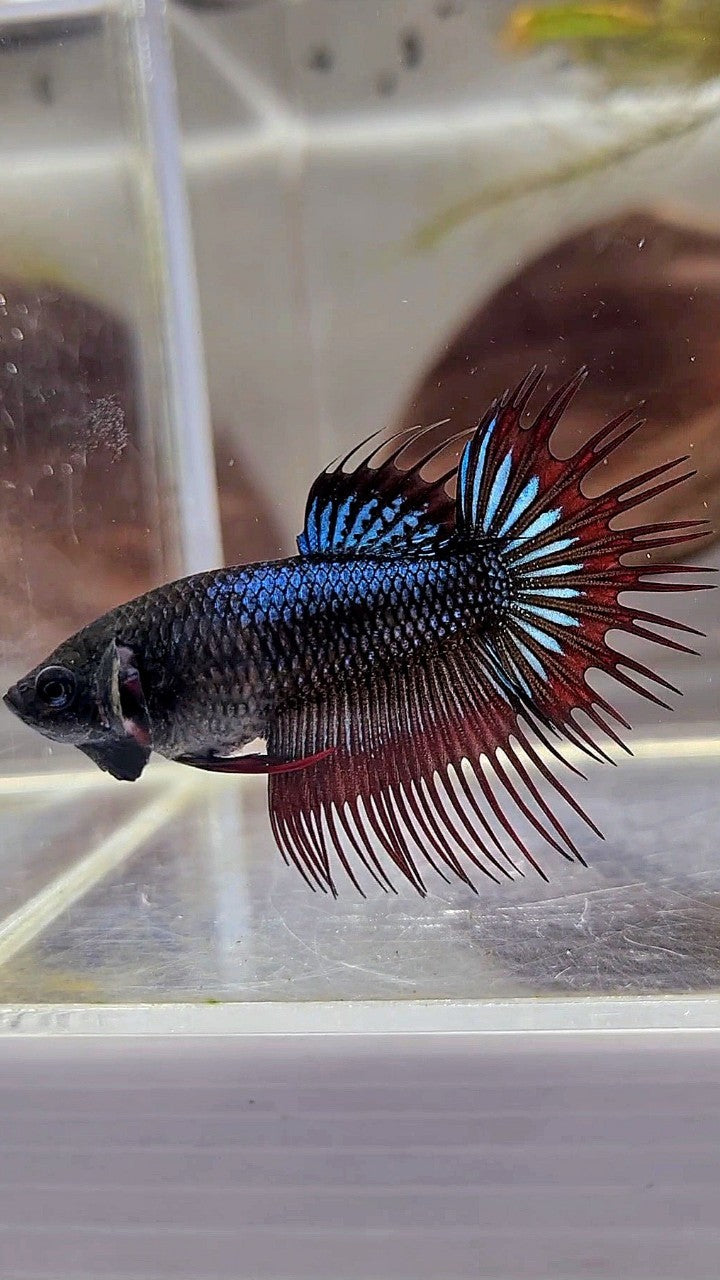 FEMALE KING CROWNTAIL BLACK ORCHID VAMPIRE BETTA FISH