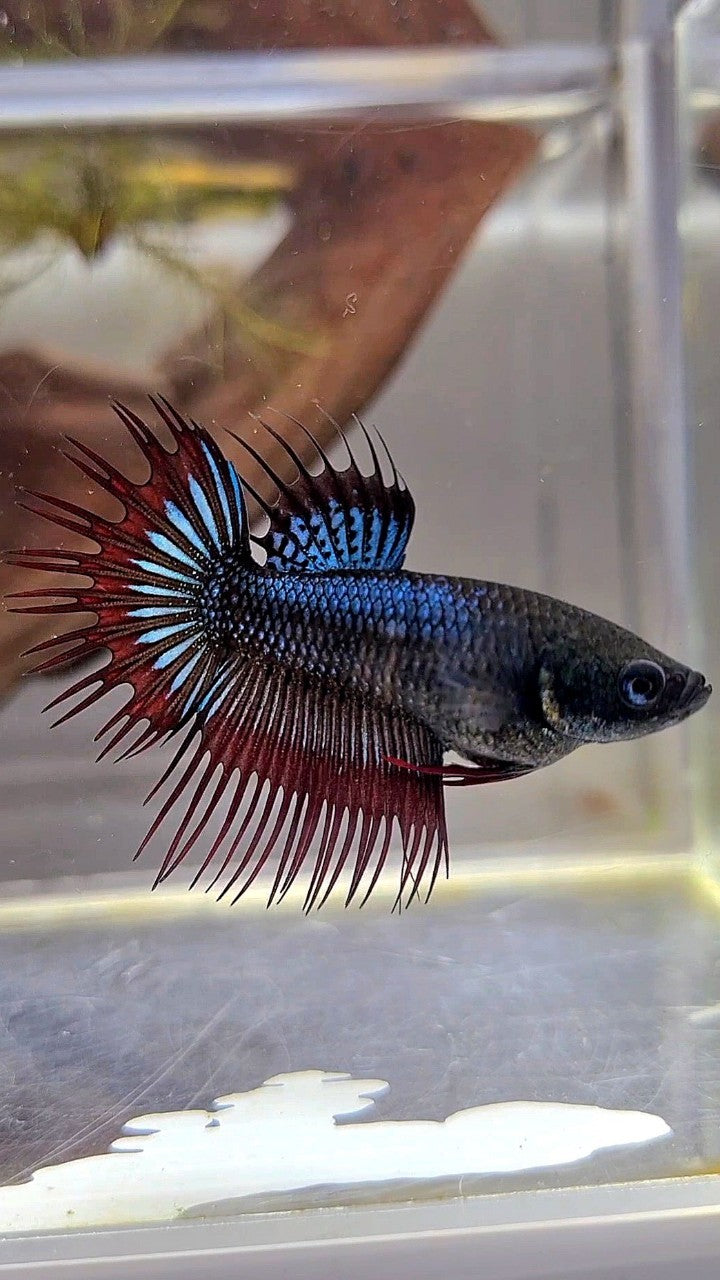 FEMALE KING CROWNTAIL BLACK ORCHID VAMPIRE BETTA FISH