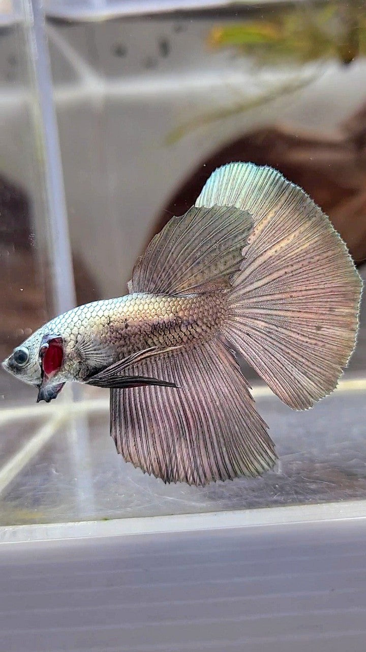 HALFMOON SUPER COPPER BETTA FISH