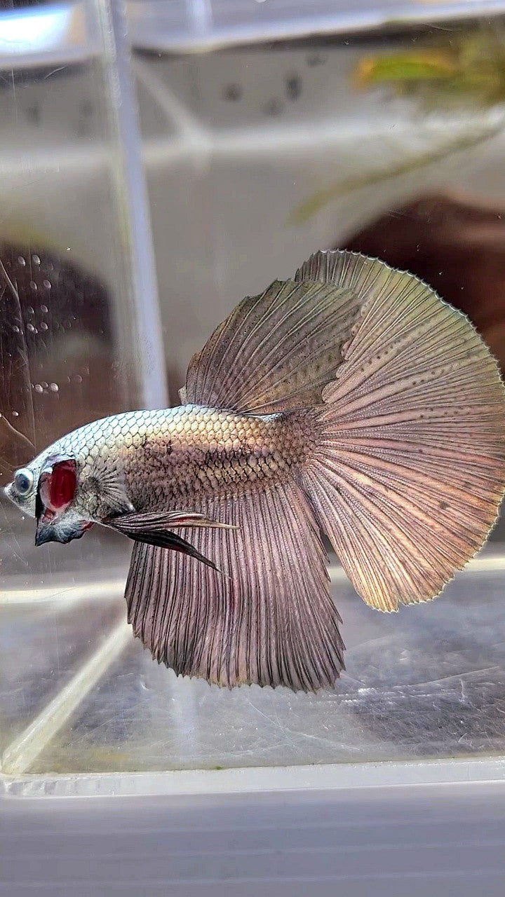 HALFMOON SUPER COPPER BETTA FISH