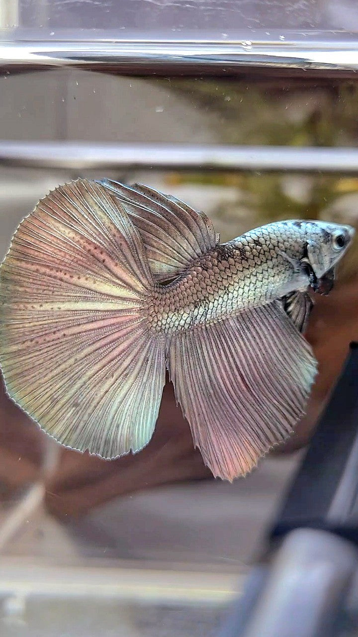 HALFMOON SUPER COPPER BETTA FISH