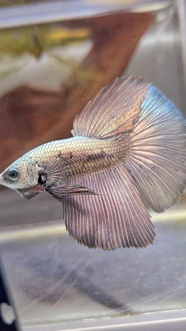 HALFMOON SUPER COPPER BETTA FISH