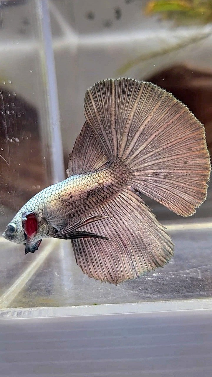 HALFMOON SUPER COPPER BETTA FISH