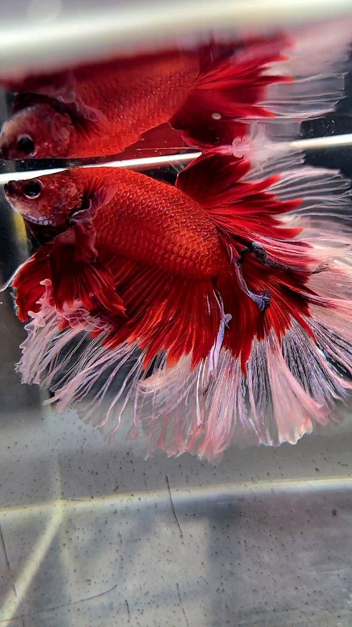 XL HALFMOON ROSETAIL CURLY RED BUTTERFLY BETTA FISH