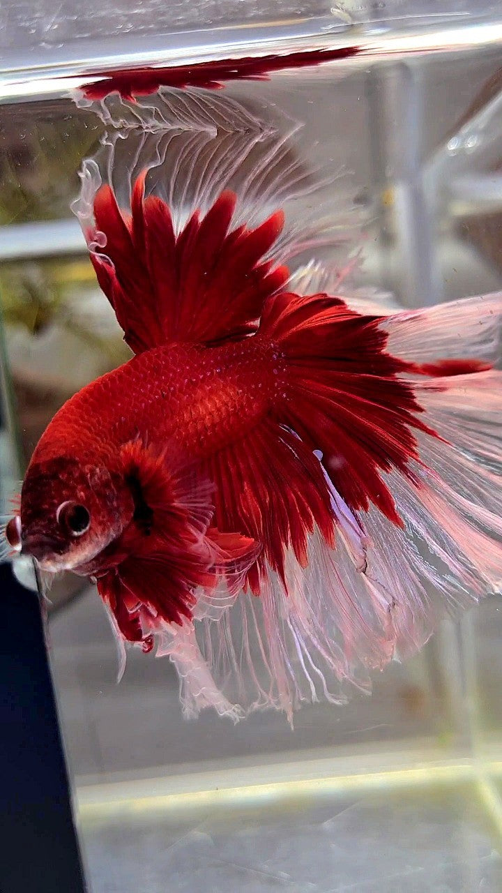 XL HALFMOON ROSETAIL CURLY RED BUTTERFLY BETTA FISH