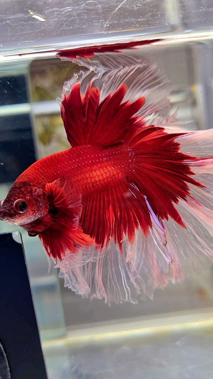 XL HALFMOON ROSETAIL CURLY RED BUTTERFLY BETTA FISH