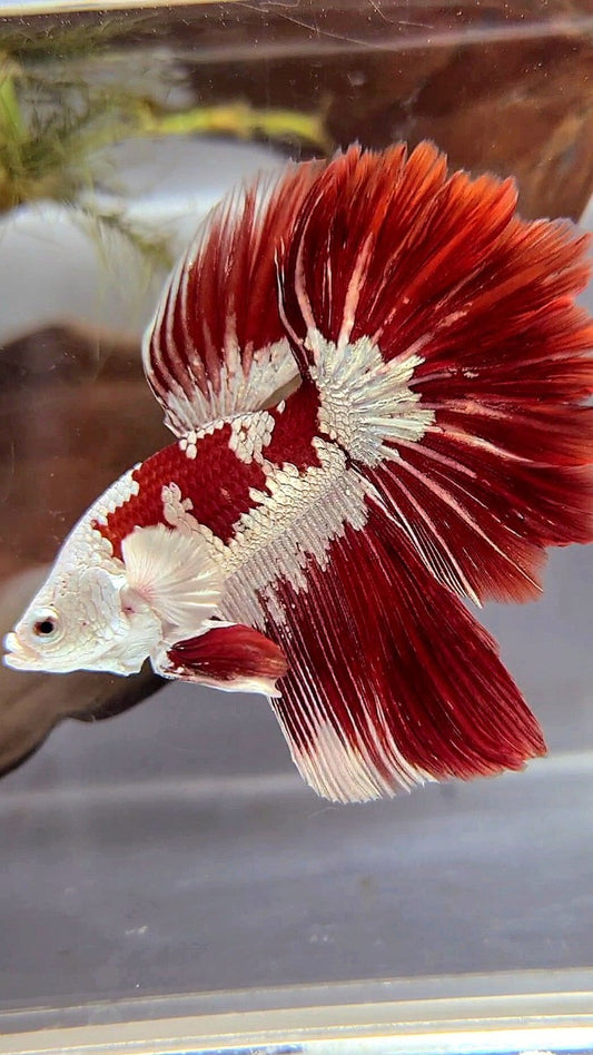 HALFMOON ROSETAIL RED WHITE GALAXY SNOW UNIQUE MASKING TUXEDO BETTA FISH