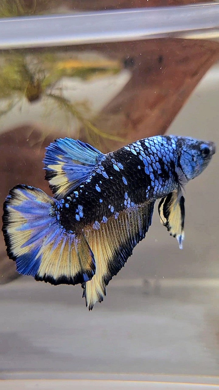 XL PLAKAT BLACK GALAXY BLUE AVATAR YELLOW BETTA FISH