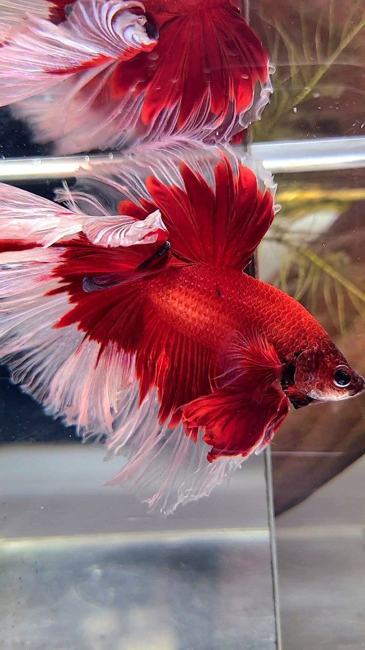 XL HALFMOON ROSETAIL CURLY RED BUTTERFLY BETTA FISH