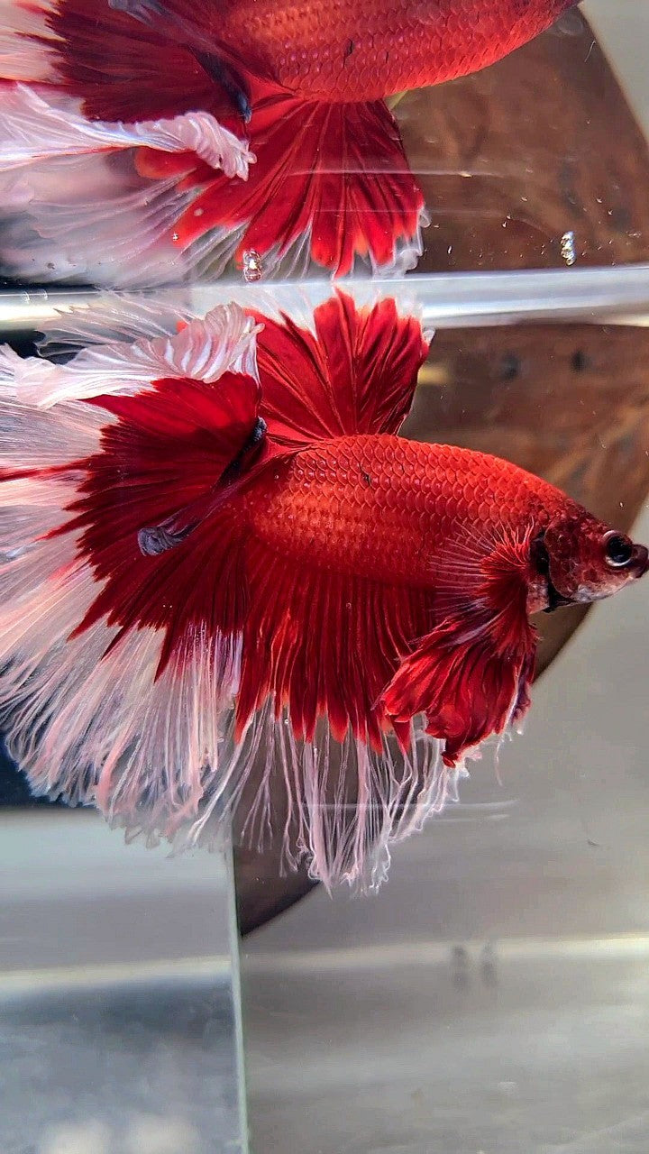 XL HALFMOON ROSETAIL CURLY RED BUTTERFLY BETTA FISH