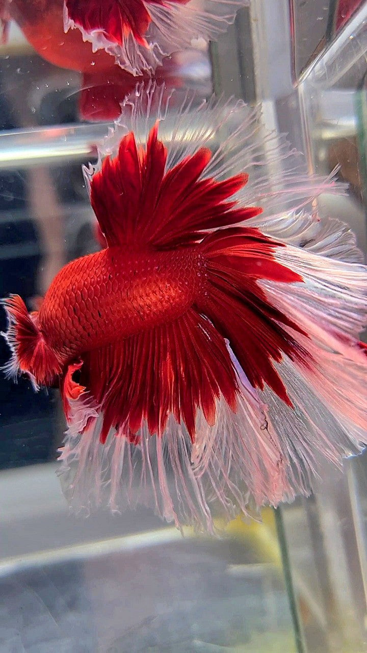 XL HALFMOON ROSETAIL CURLY RED BUTTERFLY BETTA FISH