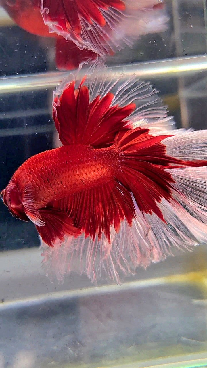 XL HALFMOON ROSETAIL CURLY RED BUTTERFLY BETTA FISH