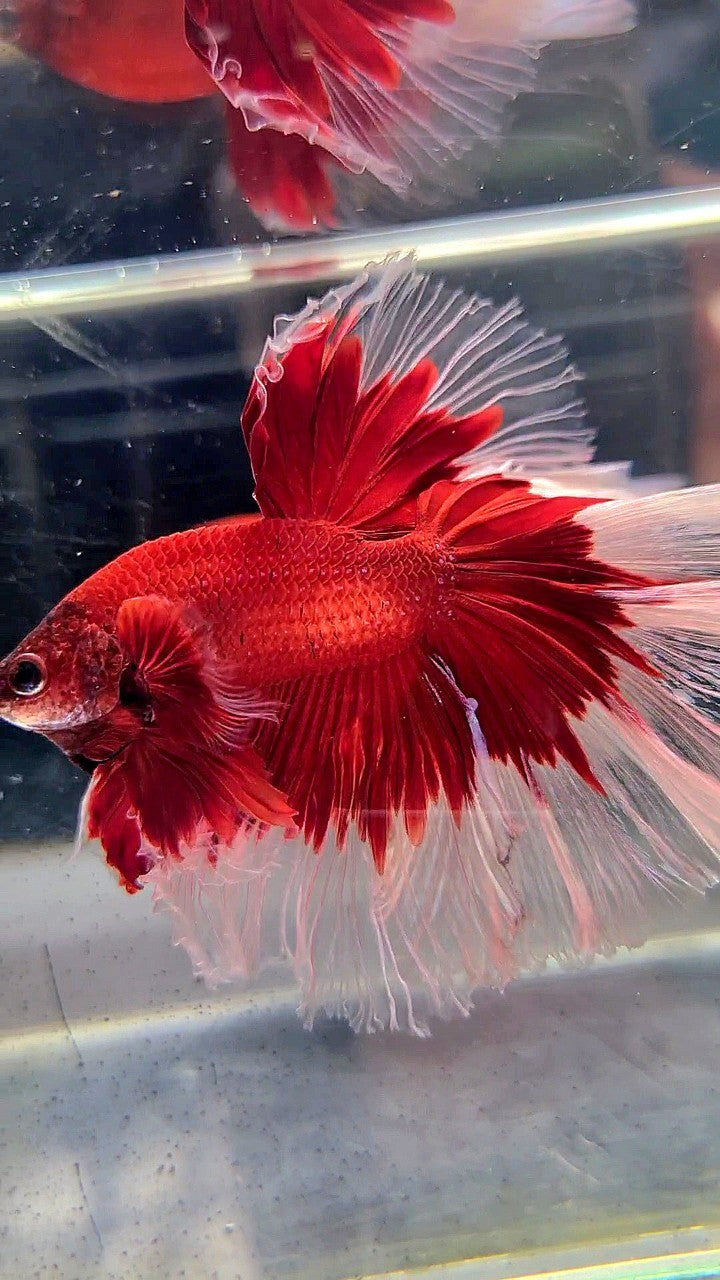 XL HALFMOON ROSETAIL CURLY RED BUTTERFLY BETTA FISH