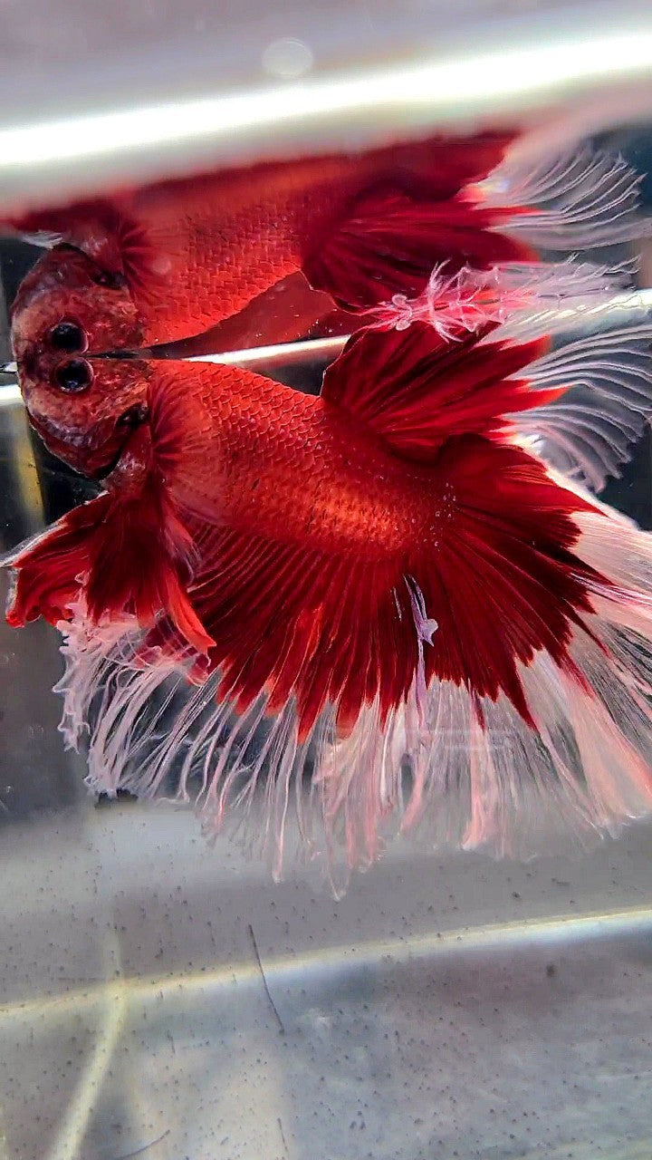 XL HALFMOON ROSETAIL CURLY RED BUTTERFLY BETTA FISH