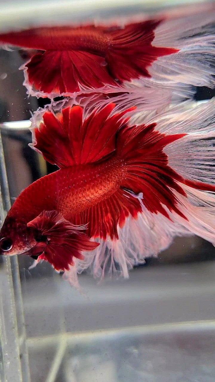 XL HALFMOON ROSETAIL CURLY RED BUTTERFLY BETTA FISH