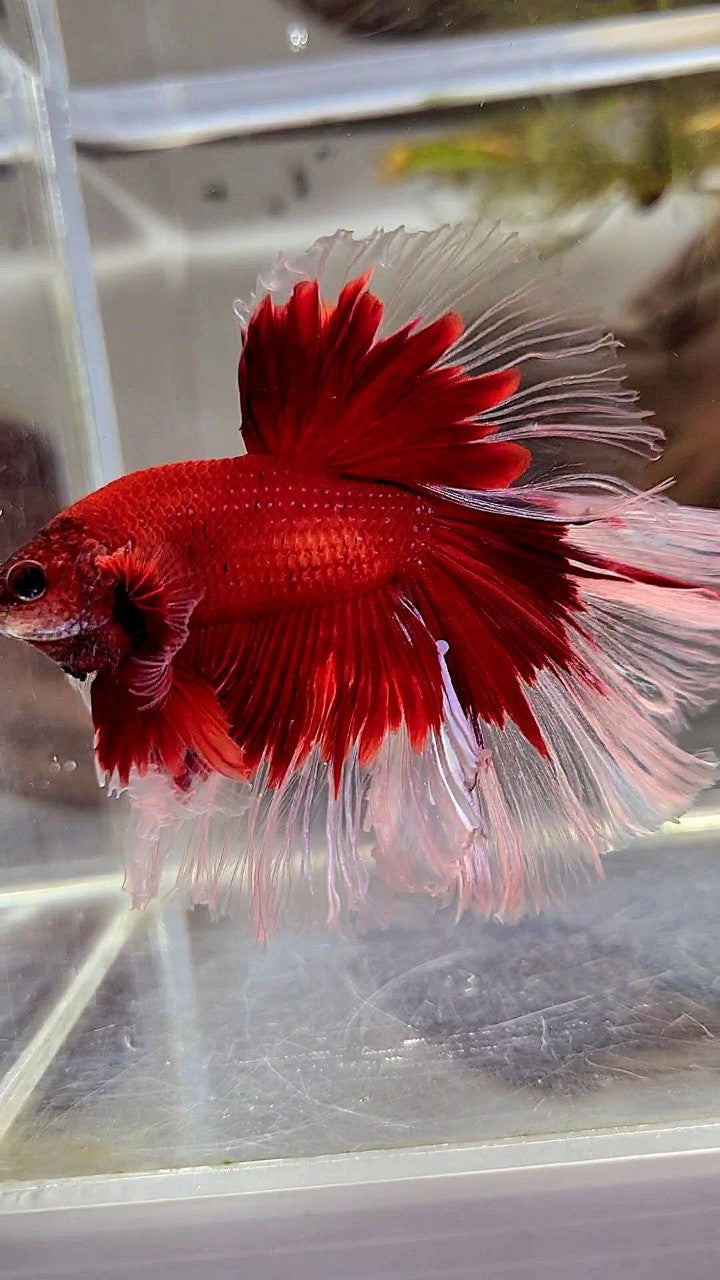 XL HALFMOON ROSETAIL CURLY RED BUTTERFLY BETTA FISH