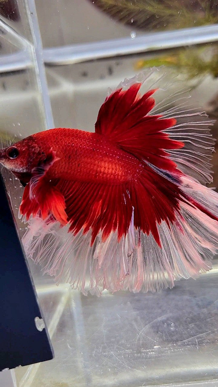 XL HALFMOON ROSETAIL CURLY RED BUTTERFLY BETTA FISH