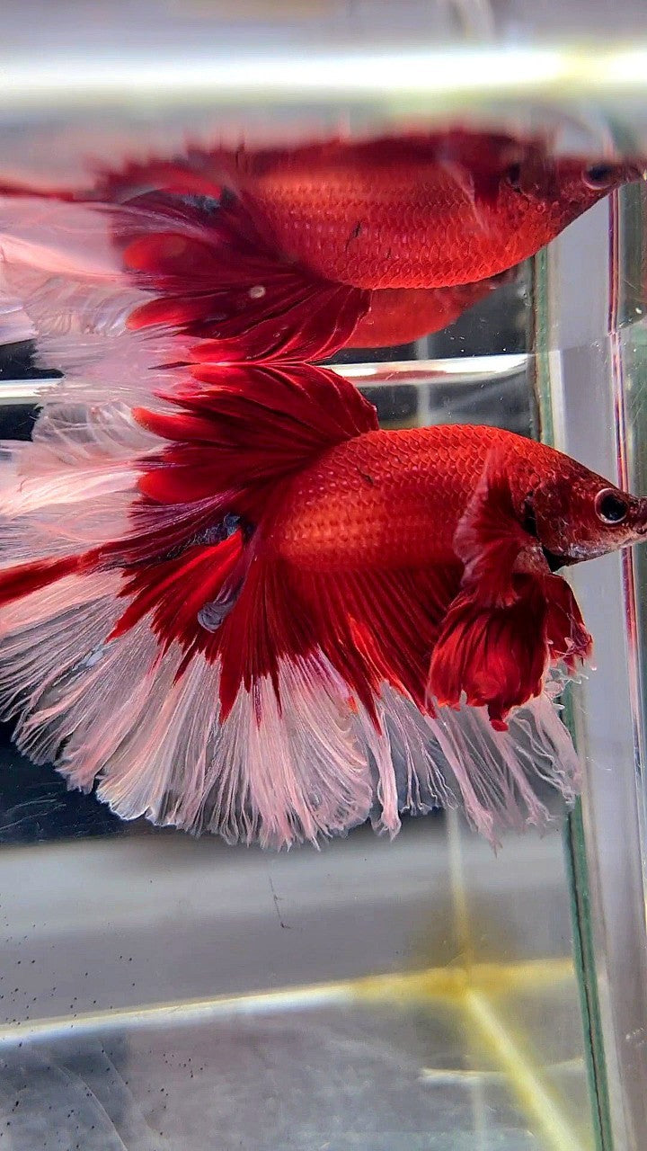 XL HALFMOON ROSETAIL CURLY RED BUTTERFLY BETTA FISH