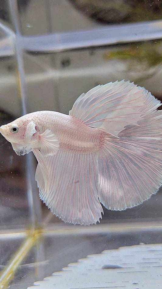 HALFMOON SUPER WHITE PLATINUM BETTA FISH