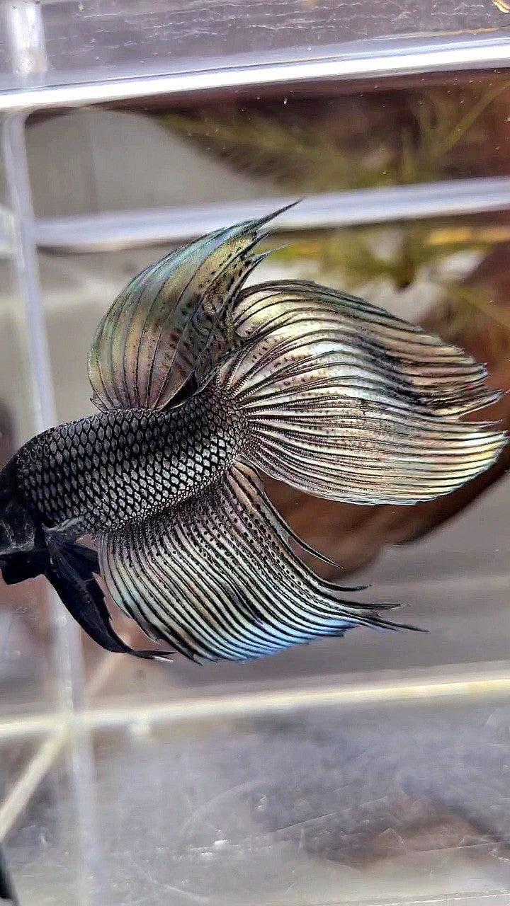 XL VEILTAIL SUPER COPPER BLACK HEAD BETTA FISH