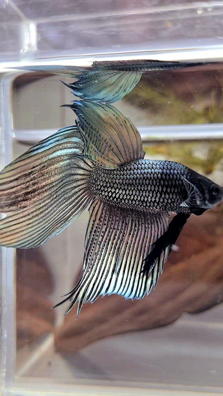 XL VEILTAIL SUPER COPPER BLACK HEAD BETTA FISH