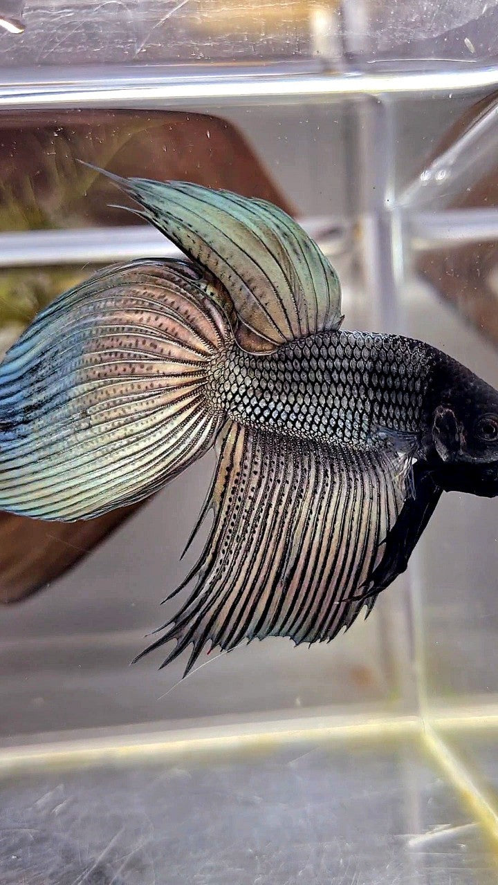 XL VEILTAIL SUPER COPPER BLACK HEAD BETTA FISH