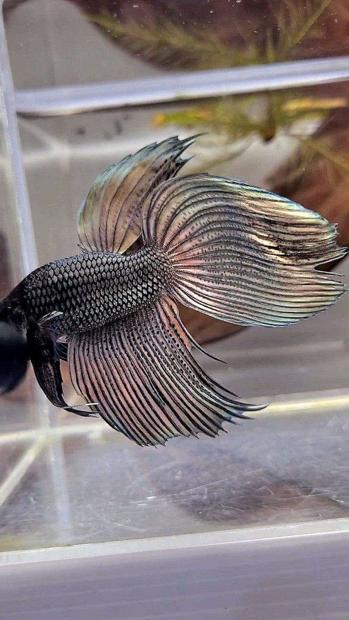 XL VEILTAIL SUPER COPPER BLACK HEAD BETTA FISH