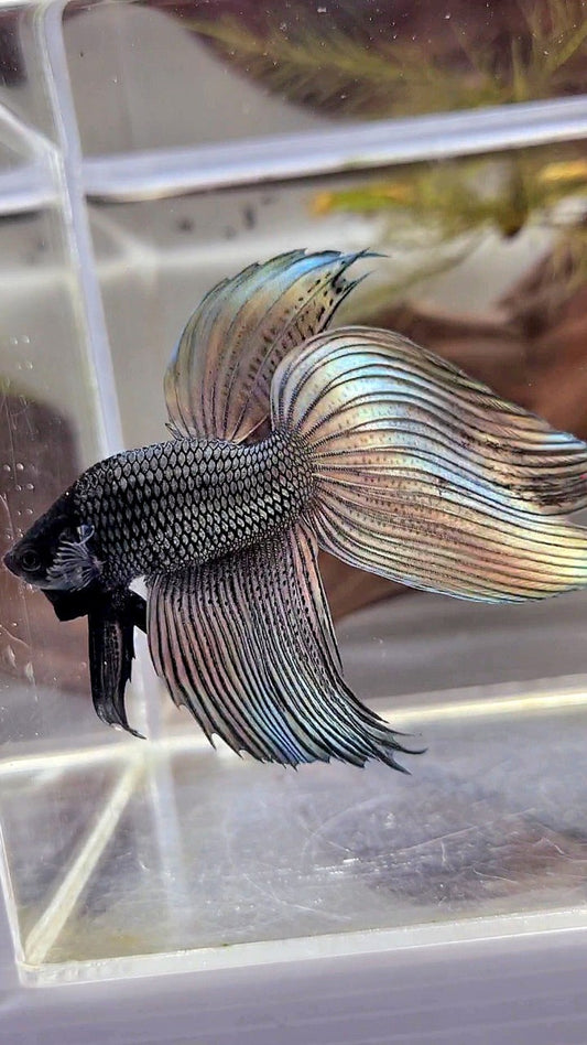 XL VEILTAIL SUPER COPPER BLACK HEAD BETTA FISH