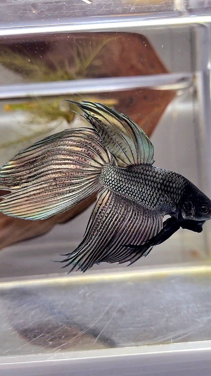 XL VEILTAIL SUPER COPPER BLACK HEAD BETTA FISH