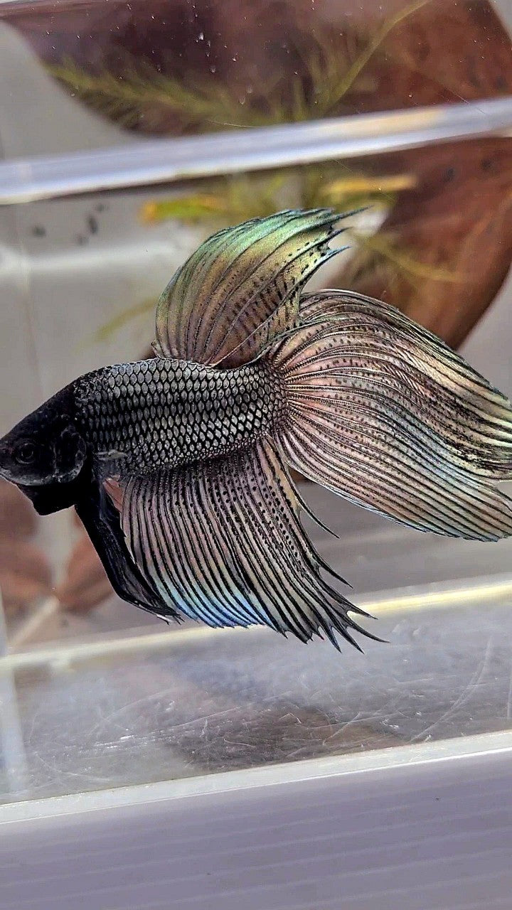 XL VEILTAIL SUPER COPPER BLACK HEAD BETTA FISH