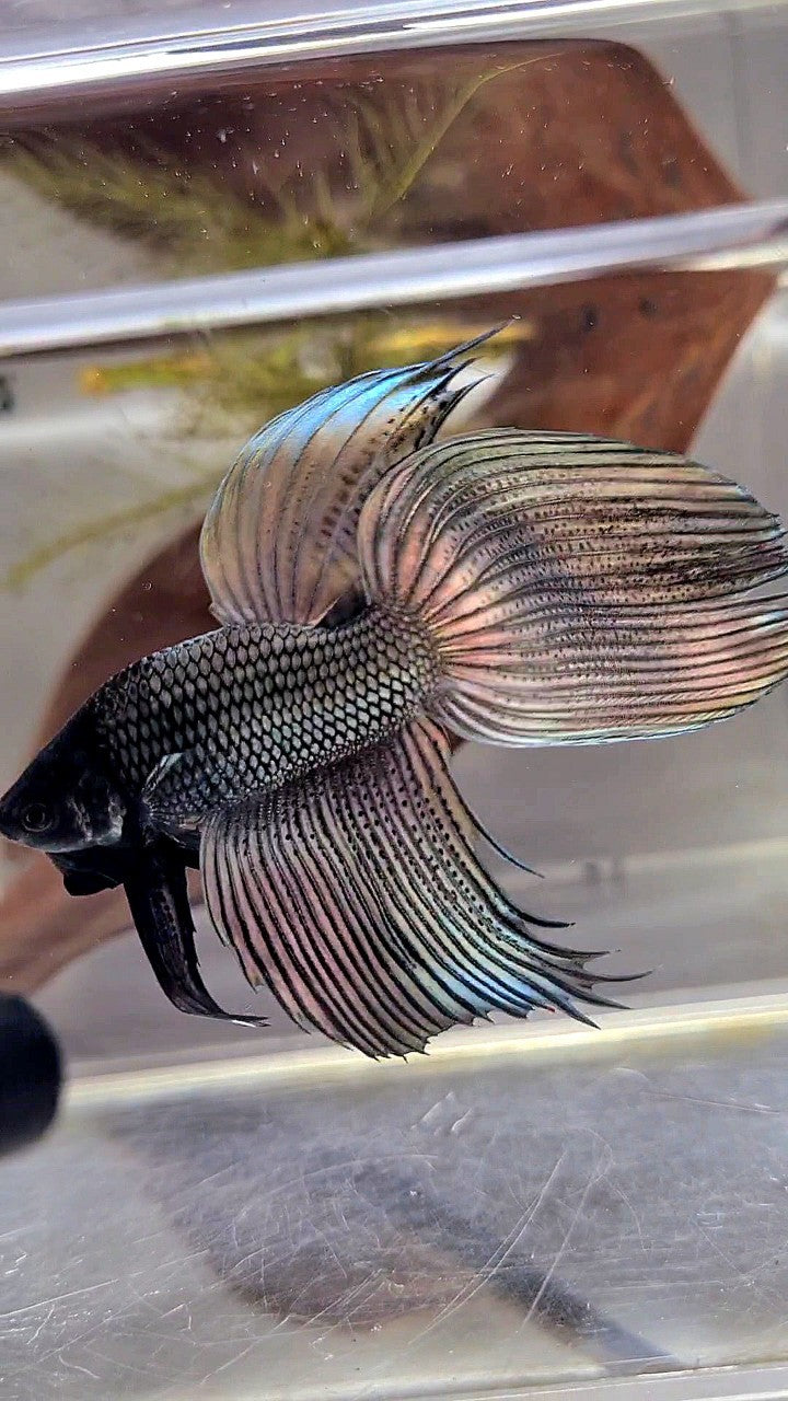 XL VEILTAIL SUPER COPPER BLACK HEAD BETTA FISH