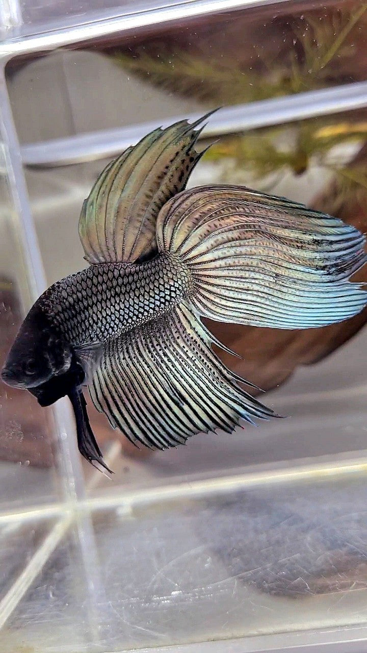 XL VEILTAIL SUPER COPPER BLACK HEAD BETTA FISH