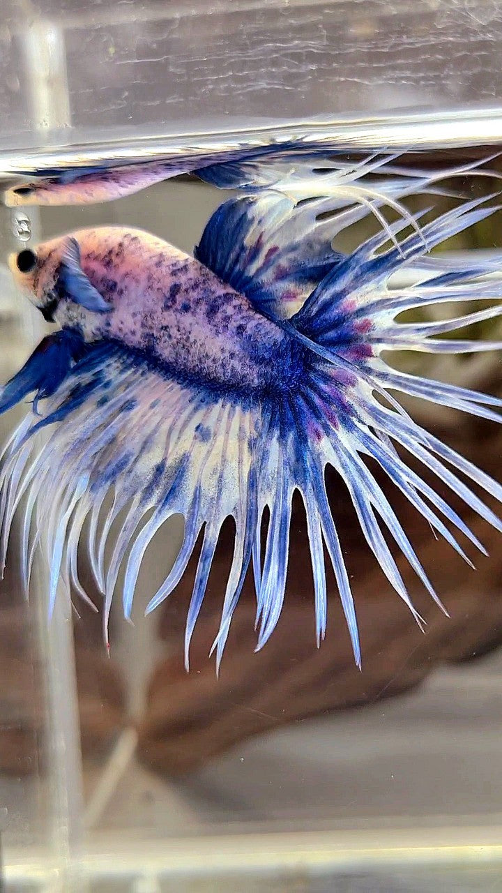 XL CROWNTAIL BLUE GRIZZLE SPLASH BETTA FISH