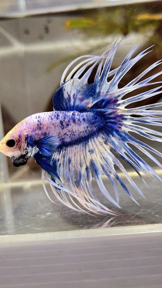 XL CROWNTAIL BLUE GRIZZLE SPLASH BETTA FISH