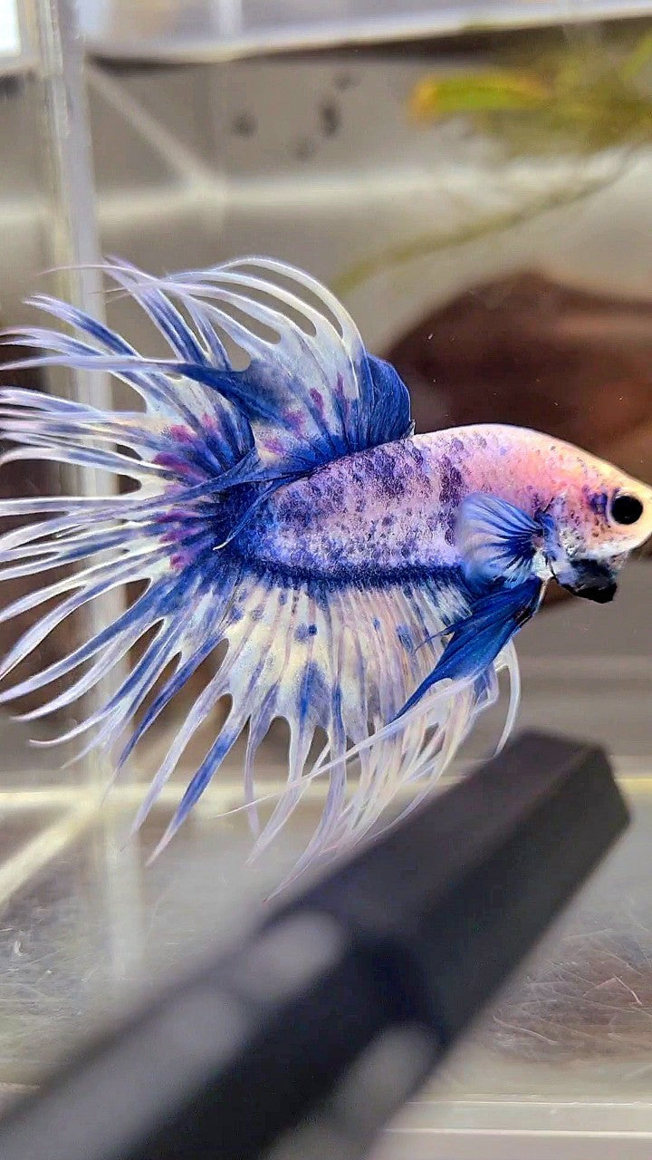 XL CROWNTAIL BLUE GRIZZLE SPLASH BETTA FISH