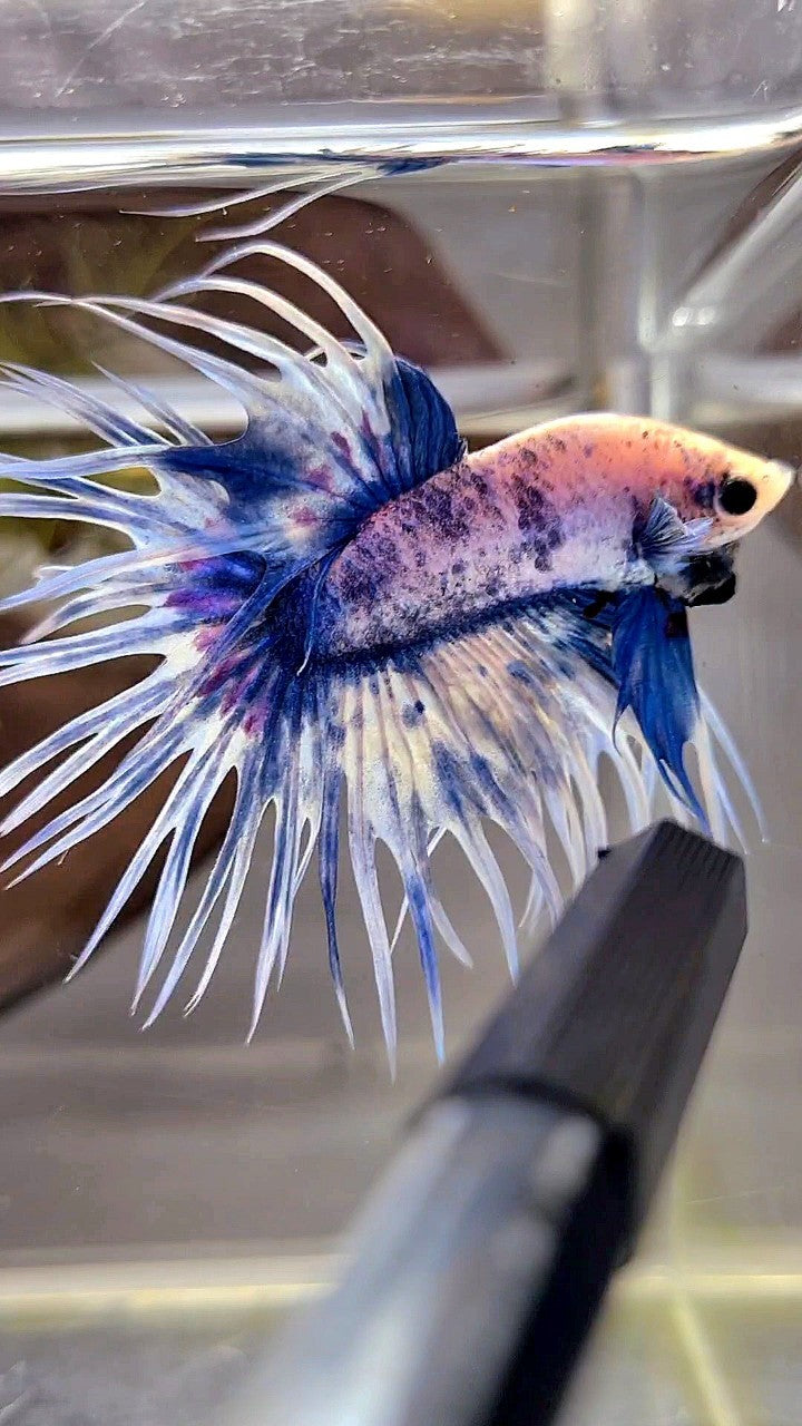 XL CROWNTAIL BLUE GRIZZLE SPLASH BETTA FISH