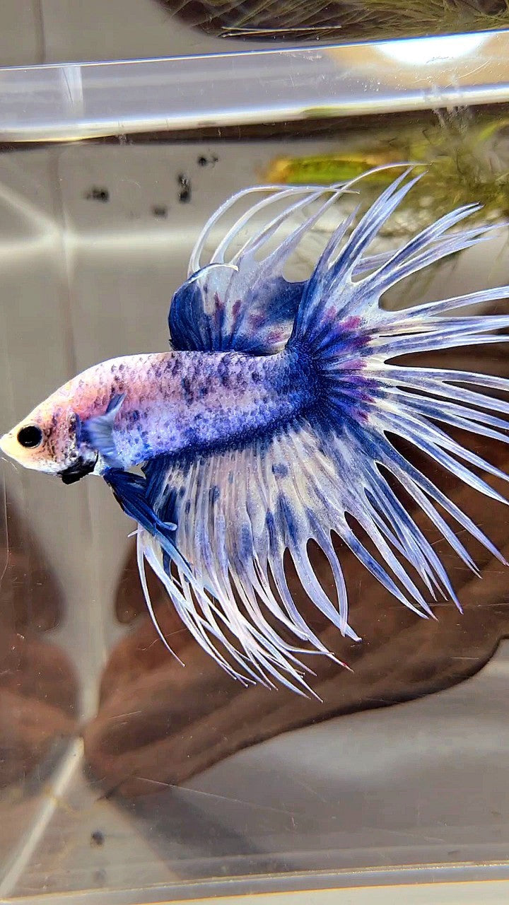 XL CROWNTAIL BLUE GRIZZLE SPLASH BETTA FISH