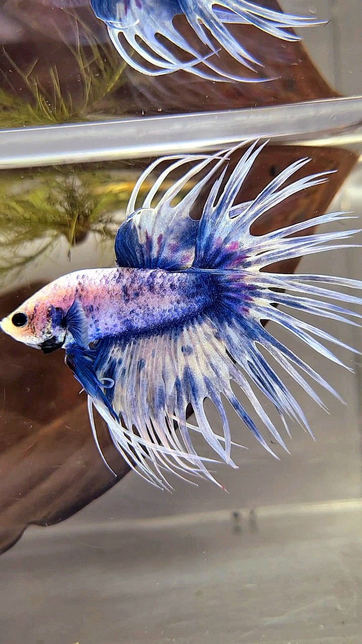 XL CROWNTAIL BLUE GRIZZLE SPLASH BETTA FISH