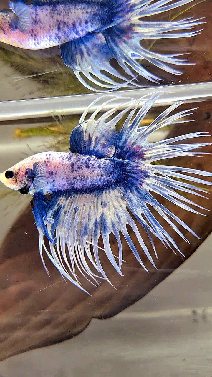 XL CROWNTAIL BLUE GRIZZLE SPLASH BETTA FISH