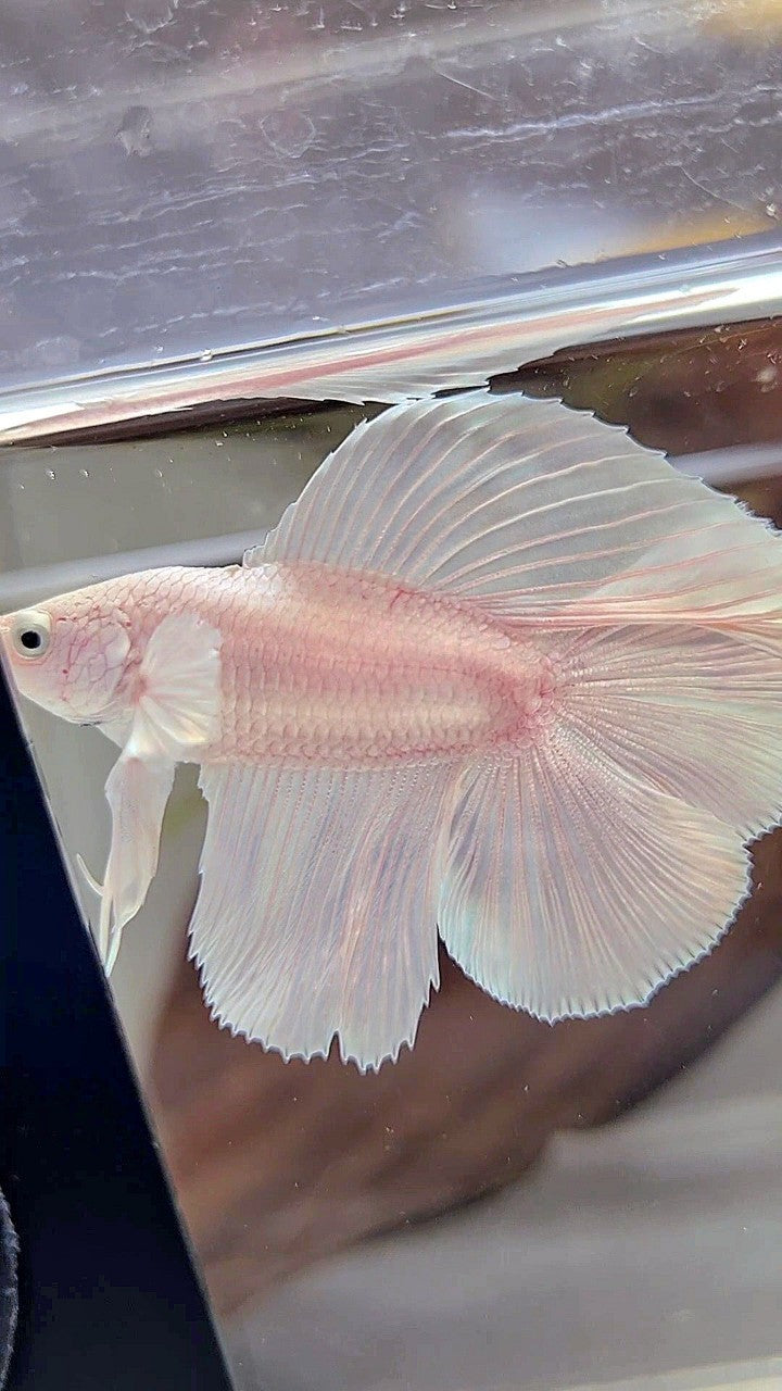 HALFMOON DOUBLE TAIL WHITE PLATINUM BETTA FISH