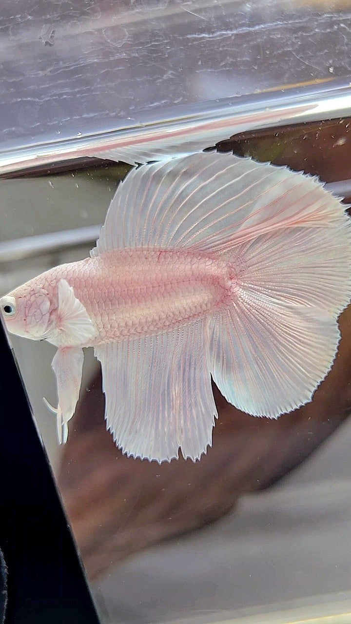 HALFMOON DOUBLE TAIL WHITE PLATINUM BETTA FISH