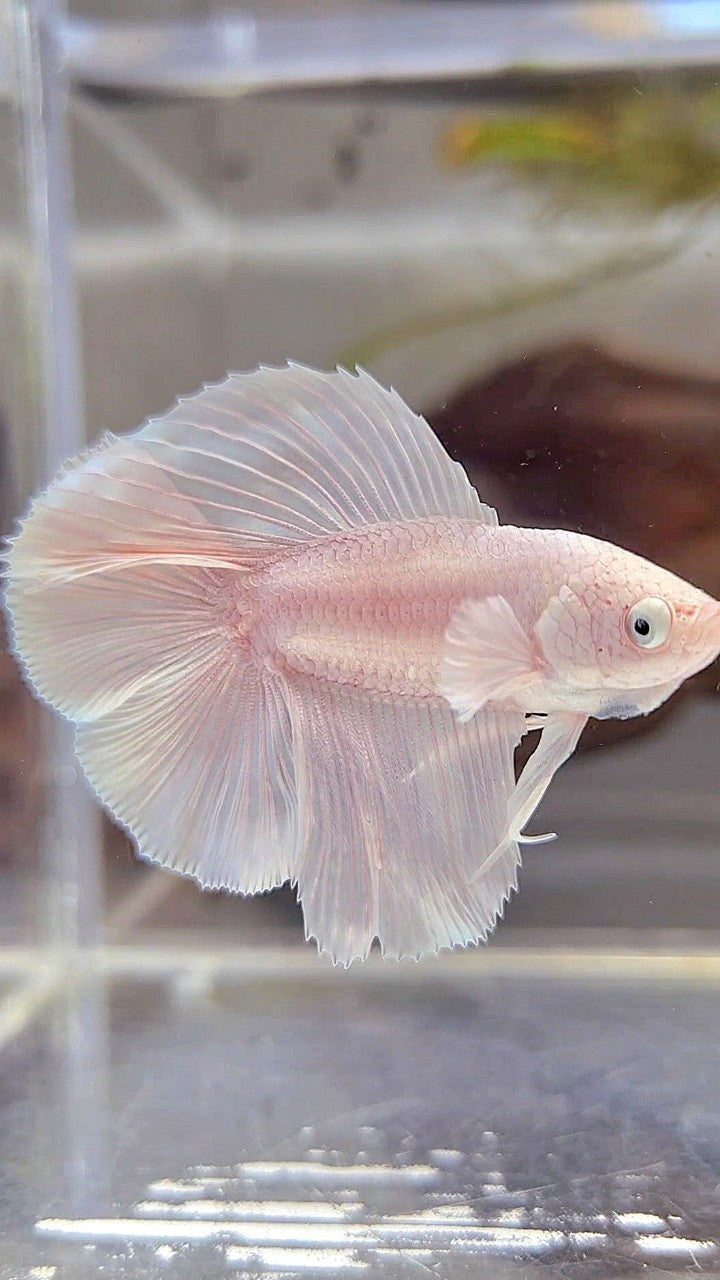 HALFMOON DOUBLE TAIL WHITE PLATINUM BETTA FISH