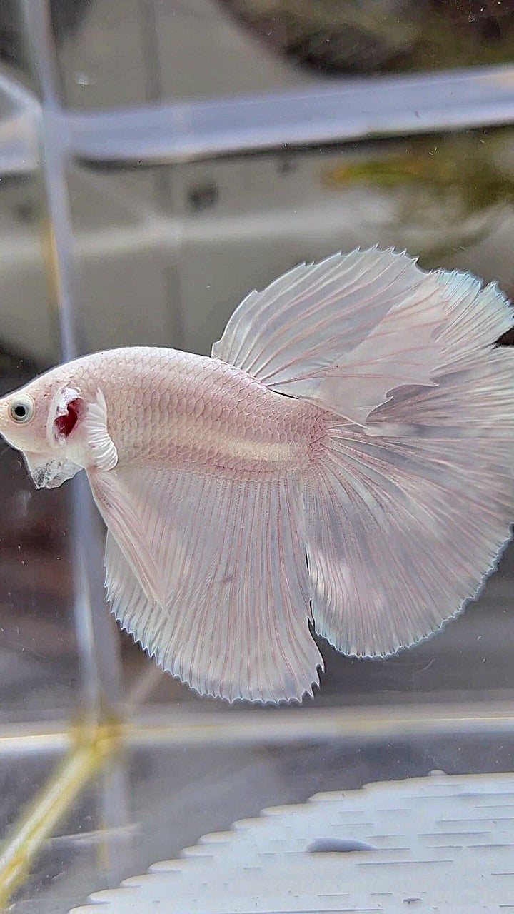 HALFMOON SUPER WHITE PLATINUM BETTA FISH