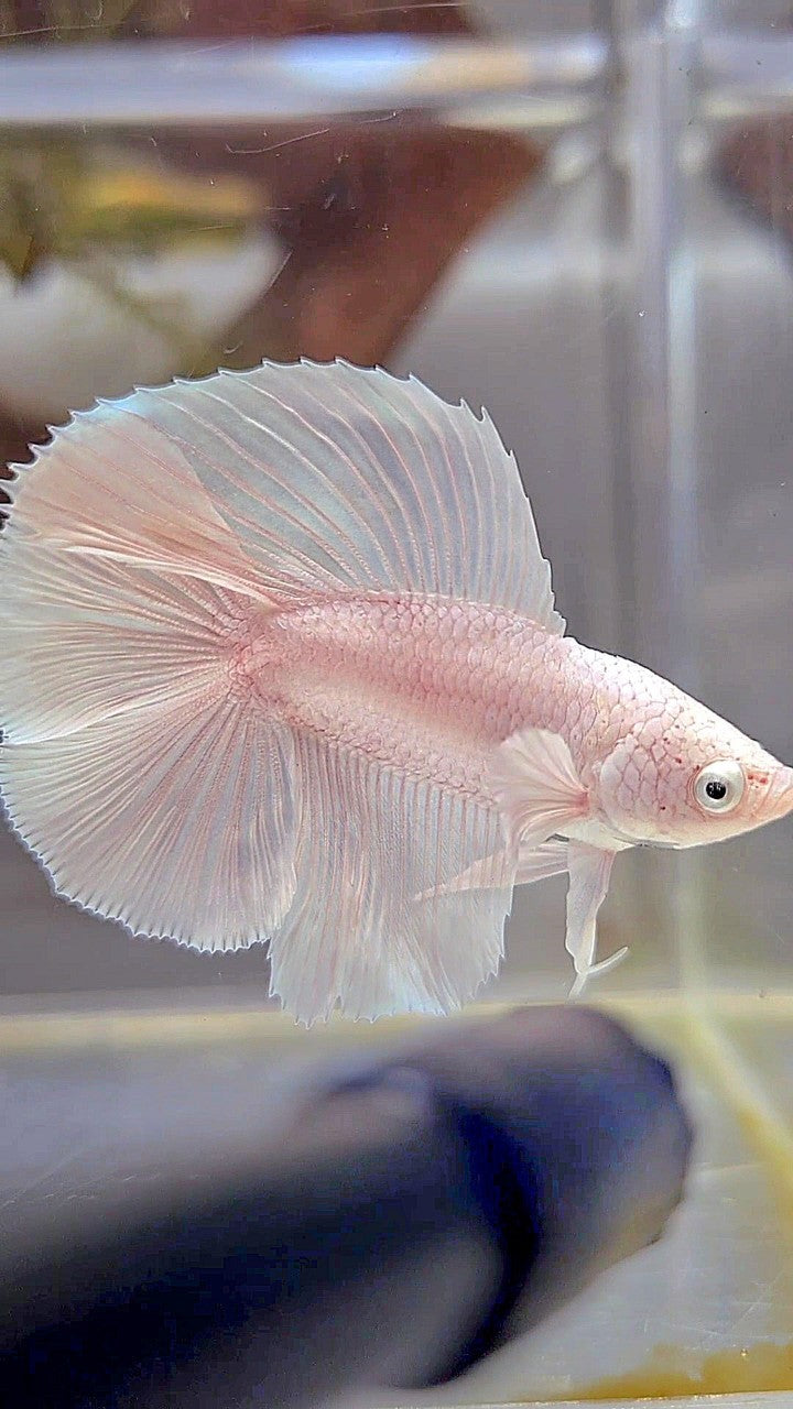 HALFMOON DOUBLE TAIL WHITE PLATINUM BETTA FISH