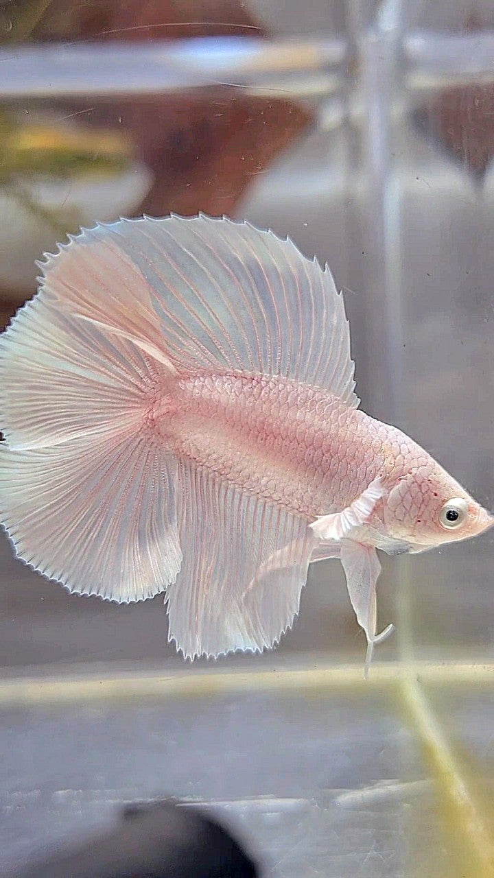 HALFMOON DOUBLE TAIL WHITE PLATINUM BETTA FISH