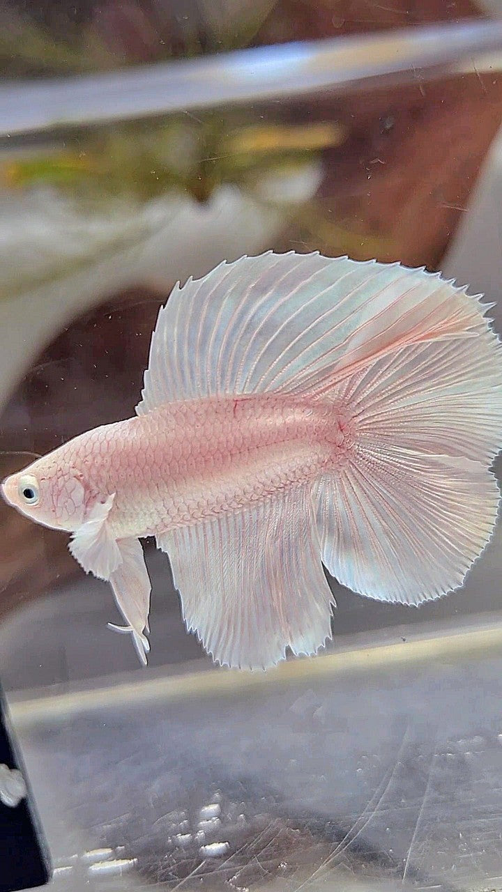 HALFMOON DOUBLE TAIL WHITE PLATINUM BETTA FISH