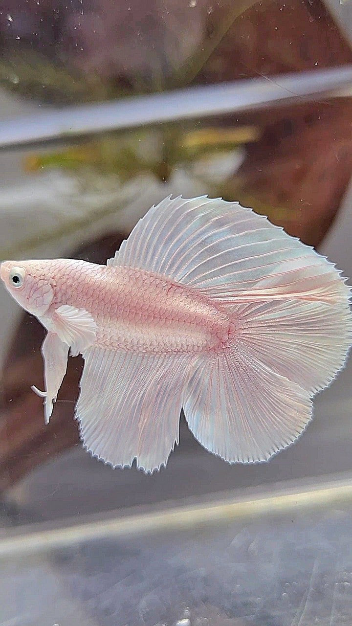 HALFMOON DOUBLE TAIL WHITE PLATINUM BETTA FISH