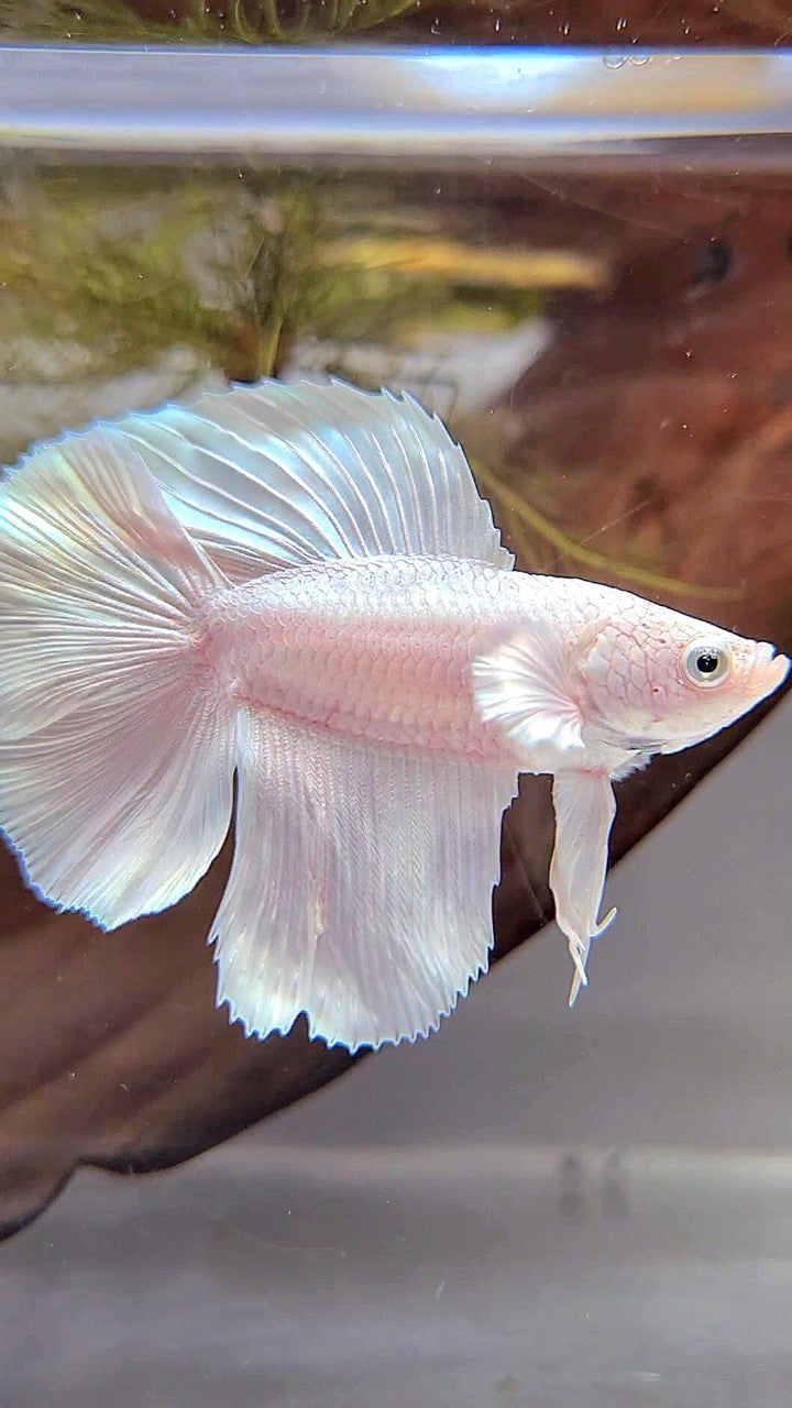 HALFMOON DOUBLE TAIL WHITE PLATINUM BETTA FISH