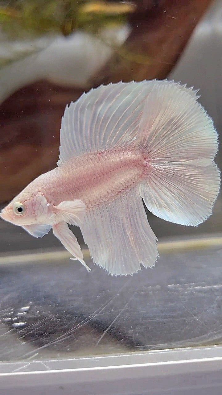 HALFMOON DOUBLE TAIL WHITE PLATINUM BETTA FISH